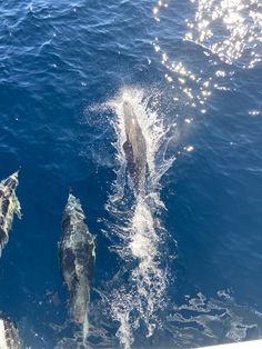 three dolphins are swimming in the water