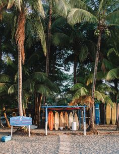 surfboards are lined up on the beach next to palm trees and a blue bench