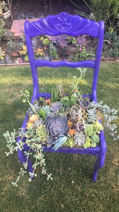 a purple chair filled with succulents and plants