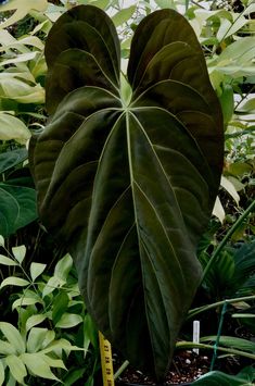 a large leafy plant with a measuring tape in the foreground, surrounded by green foliage