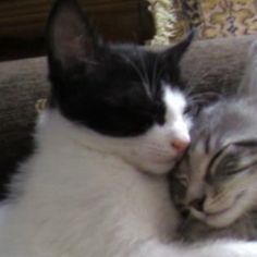 two cats are cuddling together on the couch