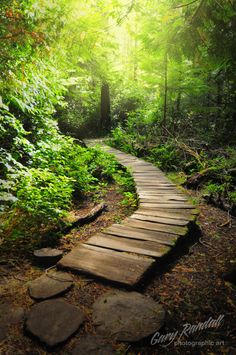 a wooden path in the middle of a forest