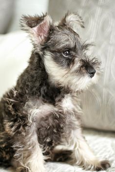 a small gray and white dog sitting on top of a bed