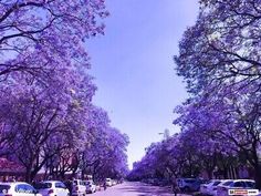 purple trees line the street in front of parked cars