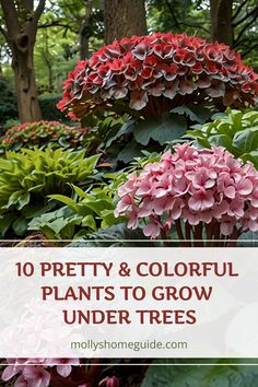 pink and red flowers in the middle of trees with text overlay that reads, 10 pretty & colorful plants to grow under trees