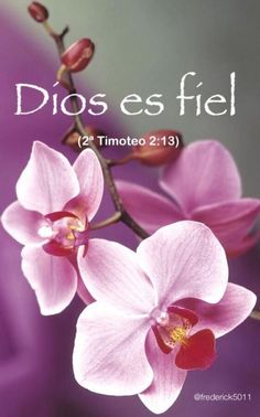 a pink flower with the words dios es fel