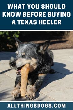 a dog holding a bone in its mouth with the caption what you should know before buying a texas heeler