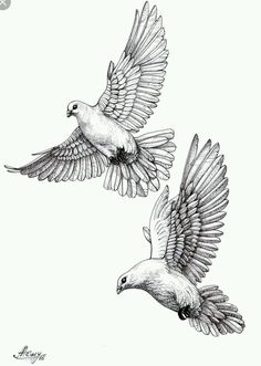 two birds flying in the air with their wings spread out and one bird has it's wings