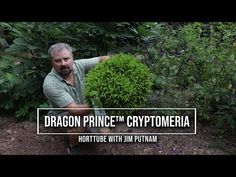 a man holding a bush in front of some trees and bushes with the words dragon prince cryptomeria