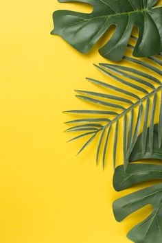 green palm leaves on yellow background with copy - space for your text or image, top view