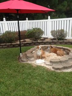 two dogs are sitting under an umbrella in the yard