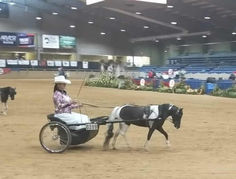 a woman riding on the back of a black and white horse pulling a carriage in an arena