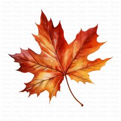 an orange and red leaf on a white background