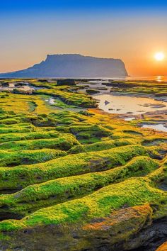 the sun is setting over an ocean covered with green algae and moss growing on rocks