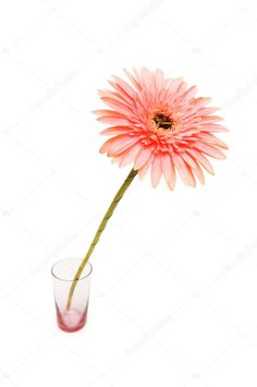 a single pink flower in a glass on a white background