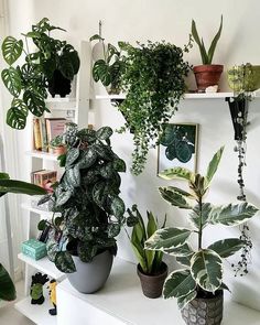 several houseplants are arranged on shelves in a room with white walls and flooring