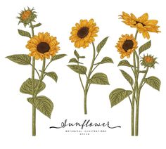 three sunflowers with green leaves and brown centers on a white background, hand drawn illustration