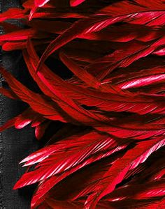 red feathers are spread out on a black surface