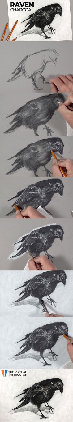 How to draw a Raven using charcoal Crow Charcoal Drawing, Charcoal Drawing Practice, Step By Step Charcoal Drawing, Charcoal And Watercolor Art, Charcoal Stick Drawing, How To Draw A Raven, How To Draw With Charcoal, Charcoal Practice, Charcoal Animals