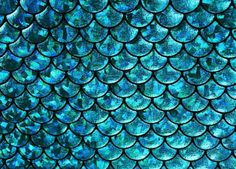 the scales of a fish's tail are blue