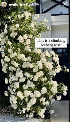 white flowers are growing on the side of a building with a sign that says, this is a climbing iceberg rose