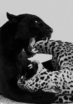 Panther Wall Art, Cheetah Poster, White Panther, Grunge Photos, Ipad Widgets, Jaguar Print, Print Black And White, Wall Art Vintage