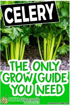 celery is the only grow guide you need to learn how to grow it