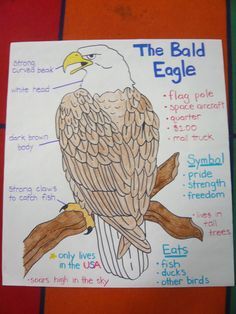 the bald eagle is labeled in this poster