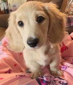 a small dog sitting on top of a pink blanket