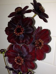 three red flowers are in a vase on the counter top next to a white tile wall