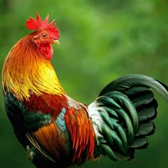 a colorful rooster standing on top of a grass covered field with trees in the background