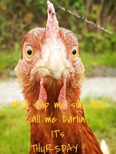 a close up of a chicken with the words, we slap me silly and call me darin it's thursday