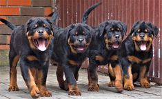 four black and brown dogs standing next to each other on a brick floor in front of a building