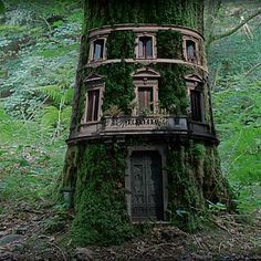 an old tree house with moss growing on it