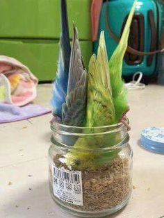 a glass jar filled with birds sitting on top of a table