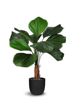 a large green plant in a black pot on a white background with clippings