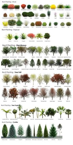 the different types of trees and shrubs