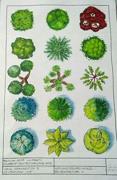 a drawing of different plants and trees