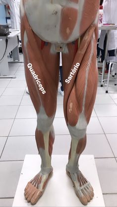 an image of a human body on display in a room with white tile flooring