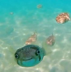 two fish swimming in clear blue water next to each other on the ocean floor with bubbles