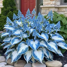 blue and white flowers in front of a red door with rocks on the ground next to it