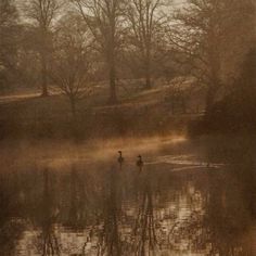 two ducks are swimming in the water on a foggy day with trees and grass