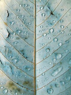 a leaf with water drops on it and the words, everything that irritates us about