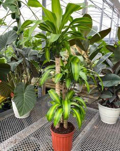 there is a potted plant with green leaves on the table next to other plants