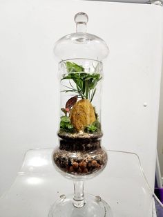 a glass vase filled with plants and rocks