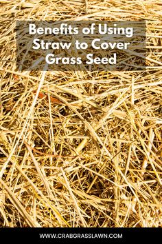 Benefits of Using Straw to Cover Grass Seed Benefits