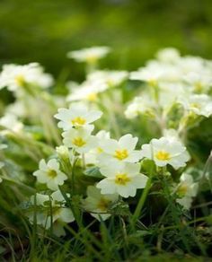 small white flowers are growing in the grass