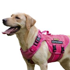 a dog wearing a pink harness with its tongue out