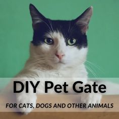 a black and white cat sitting on top of a table with the words diy pet gate for cats, dogs and other animals