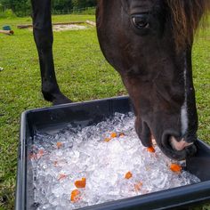 a horse is eating some ice while standing in the grass